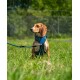 Ein brauner Hund, der ein blaues Geschirr trägt, sitzt auf einem Grasfeld, mit einer angeleinten Leine, umgeben von Grün.