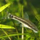 Eine Nahaufnahme eines Süßwasserfisches mit schlanker Körperform und markanten schwarzen Streifen, der zwischen grünen Wasserpflanzen schwimmt.
