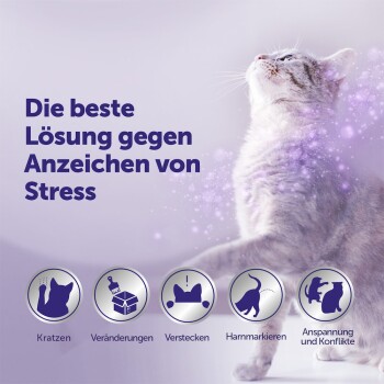 Graue Katze blickt nach oben, deutscher Titel: „Die beste Lösung gegen Anzeichen von Stress“ und Symbole, die stressbedingte Verhaltensweisen zeigen.