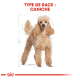 Illustration d'un chien caniche avec un pelage bouclé et brun clair, étiqueté "TYPE DE RACE: CANICHE" en haut.