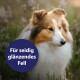 Flauschiger Shetland Sheepdog im Heidekraut, lila Badge: "Für seidig glänzendes Fell".