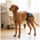 Brauner Vizsla-ähnlicher Hund trägt eine graue Hundewindel mit schwarzen Schnallenriemen; steht im Wohnzimmer in der Nähe eines gepolsterten Sessels.