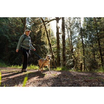 Eine Person geht mit einem Hund auf einem Kiesweg, umgeben von hohen Bäumen und Sonnenlicht, das durch die Blätter filtert.
