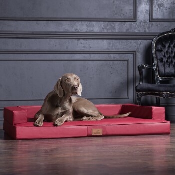 Ein entspannter grauer Hund liegt auf einem roten Hundebett in einem stilvollen Raum mit dunklen Wänden und einem eleganten schwarzen Stuhl im Hintergrund.