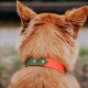 Eine Nahaufnahme des Rückens eines goldenen Hundes, die ein lebhaftes orange-grünes Halsband mit zwei goldenen Nieten zeigt.