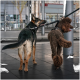 Deutscher Schäferhund und lockiger brauner Pudel in Geschirren an Leinen, die auf einem gefliesten Bahnsteig stehen.