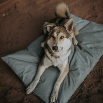 Ein Hund liegt bequem auf einem grauen Haustierbett, mit einem sandigen Hintergrund. Die Pfoten des Hundes sind sichtbar und zeigen seine entspannte Haltung.