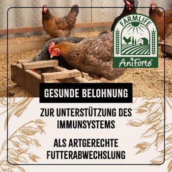 Hühner picken an einem Futterblock in einem Stall, mit Text über gesunde Belohnungen zur Unterstützung des Immunsystems und dem FarmLife AniForte-Logo.
