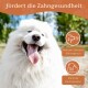Ein lächelnder Samojede mit herausgestreckter Zunge, der die Zahngesundheit fördert: "Fördert die Zahngesundheit," mit Symbolen für Plaque- und Atemreduzierung.
