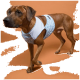Ein brauner Hund trägt ein hellblaues Leopardenmuster-Geschirr und steht vor einem orangefarbenen Hintergrund, der sein stilvolles Outfit zeigt.