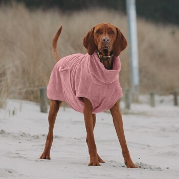 Ein brauner Hund trägt einen weichen rosa Kapuzenpullover und steht an einem sandigen Strand, mit hohem Gras und einem verschwommenen Hintergrund.