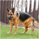Deutscher Schäferhund steht auf Gras in einem Hinterhof und hält ein schwarz-weißes Seilspielzeug; brauner Zaun im Hintergrund.
