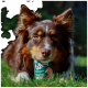 Ein brauner und weißer Hund liegt auf Gras und hält eine Dose Hundefutter mit der Aufschrift "Pure Meat" in grünem Design.