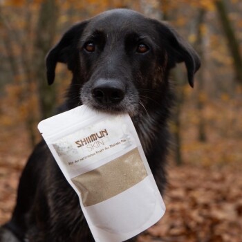 Ein schwarzer Hund hält ein Paket mit der Aufschrift 'SHIIMUN SKIN' im Mund, vor einem Hintergrund aus Herbstblättern.