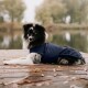 Ein Hund, der eine marineblaue Jacke trägt, liegt auf einem Holzsteg, umgeben von Herbstblättern, mit einem ruhigen Wasserhintergrund.