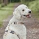 Ein brauner und weißer Hund trägt ein graues Geschirr und eine Leine und schaut aufmerksam in einer natürlichen Umgebung nach oben.