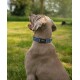 verstellbares Hundehalsband blau L