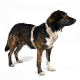 Ein brauner und schwarzer Hund trägt ein stilvolles beiges Geschirr mit einem gemusterten Design und sitzt vor einem weißen Hintergrund.