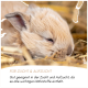 Nahaufnahme eines Kaninchenmauls mit sichtbaren Zähnen und deutschem Text über gesunde Zähne und natürliche Zahnabnutzung.