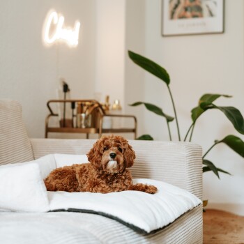 Ein flauschiger brauner Hund, der auf einem weißen Haustierbett auf einem beigen Sofa liegt, mit einem Neon-Schild im Hintergrund, das "Chill!" liest.