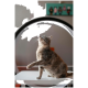 Grau getigerte Katze sitzt auf einem weißen Tisch, hebt die Pfote und schaut nach oben; dahinter eine große runde Kulisse.