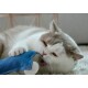 Weiß-graue Katze beißt in ein blaues Denim-Spielzeug, die Pfote umklammert es auf einem flauschigen Teppich