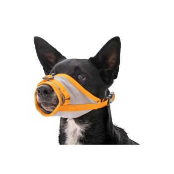 Ein schwarzer Hund mit einer grauen Schnauze und orangefarbenen Riemen, der seinen aufmerksamen Ausdruck zeigt.