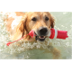 Ein Golden Retriever schwimmt im Wasser und hält ein rotes Spielzeug im Mund, während er Wasser spritzt.