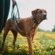 Brauner Hund trägt ein schwarzes Halsband an einer türkisgrünen Leine, die von einer Person gehalten wird; steht auf einem Feld mit gelben Löwenzahnblüten.