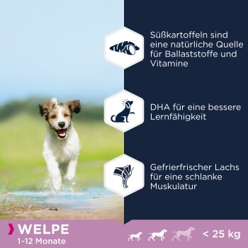 Ein verspielter Welpe, der durch Wasser läuft, mit Text, der die Vorteile von Süßkartoffeln, DHA für das Lernen und frischem Lachs für die Muskelgesundheit hervorhebt.