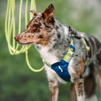 Eine Nahaufnahme eines braun und grau gescheckten Hundes, der ein blaues und grünes Geschirr trägt, mit auffälligen blauen Augen, vor einem verschwommenen grünen Hintergrund.