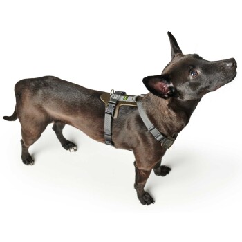 Ein schwarzer Hund mit einem grauen Geschirr, der mit einem aufmerksamen Ausdruck nach oben schaut, vor einem weißen Hintergrund.