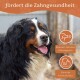 Fördert die Zahngesundheit von Hunden, mit dem Text: 'Reduziert Zahnstein & schlechten Atem' und 'Stärkt die Kiefermuskulatur.'