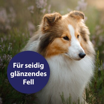 Eine Nahaufnahme eines Collie-Hundes mit einem üppigen, glänzenden Fell, umgeben von Grün, mit einem kreisförmigen Textüberlagerung, die "Für seidig glänzendes Fell" liest.