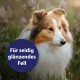 Eine Nahaufnahme eines Collie-Hundes mit einem üppigen, glänzenden Fell, umgeben von Grün, mit einem kreisförmigen Textüberlagerung, die "Für seidig glänzendes Fell" liest.