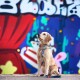 Golden Retriever Welpe trägt ein buntes Geschirr und eine Leine und sitzt vor einer lebendigen Graffiti-Wand.