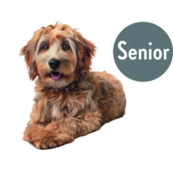 Flauschiger brauner Hund liegt, das Gesicht ist quadratisch verpixelt; graues rundes Etikett oben rechts mit der Aufschrift 'Senior'.