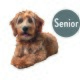 Flauschiger brauner Hund liegt, das Gesicht ist quadratisch verpixelt; graues rundes Etikett oben rechts mit der Aufschrift 'Senior'.