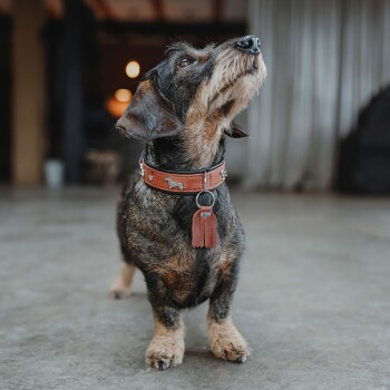 Drahthaar-Dackel trägt ein braunes Lederhalsband mit silbernen Hundnieten und einem roten Quastenanhänger, blickt auf einem Betonboden nach oben.
