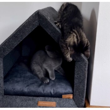 Zwei verspielte Kätzchen, ein graues und ein getigertes, interagieren mit einem gemütlichen grauen Haustierhaus; das getigerte klettert oben drauf, während das graue drinnen ruht.