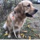 Golden Retriever sitzt draußen, trägt eine gemusterte Leine mit orangefarbenem Anhänger, Zunge leicht herausgestreckt.