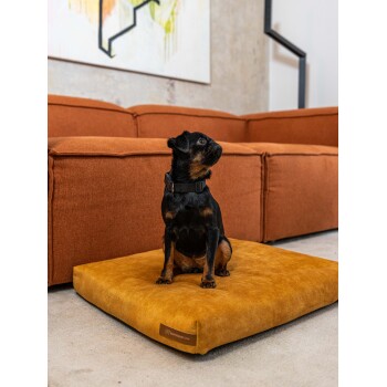 Ein kleiner schwarz-brauner Hund sitzt auf einem senfgelben Hundebett in einem modernen Wohnzimmer mit einem orangefarbenen Sofa und abstrakter Wandkunst.