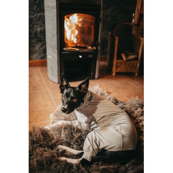 Ein schwarzer Hund, der einen grauen Kapuzenpullover trägt, liegt auf einem flauschigen Teppich vor einem gemütlichen Kamin und schaut neugierig in die Kamera.