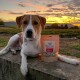 Ein Hund, der auf einer Steinoberfläche bei Sonnenuntergang liegt, neben einem Beutel mit gefriergetrockneten Hähnchensnacks mit der Aufschrift "FREEZE-SNACK HÜHNENFLEISCH."