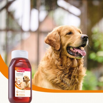 Golden retriever hond naast een fles Beaphar Zalmolie supplement voor huid- en hartgezondheid.