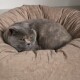 Eine graue Katze mit gelben Augen liegt entspannt in einem plüschigen, runden beigen Haustierbett und sieht entspannt und zufrieden aus.