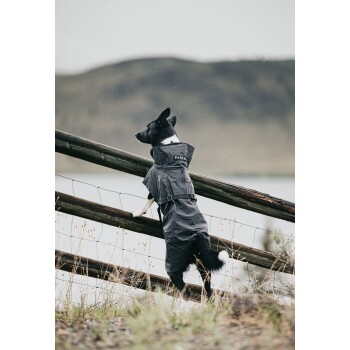 Ein schwarz-weißer Hund, der einen wasserdichten Mantel trägt, steht auf seinen Hinterbeinen und lehnt sich gegen einen Holzzaun, mit einer malerischen Kulisse.