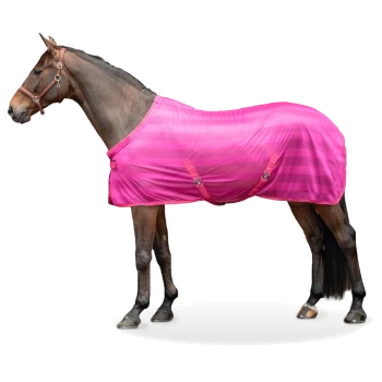 Ein braunes Pferd, das eine leuchtend pink gestreifte Decke mit zwei Schnallen trägt, vor einem weißen Hintergrund stehend.