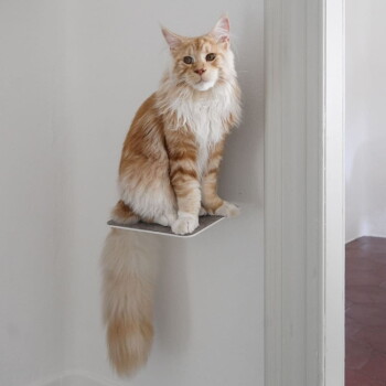 Eine flauschige grau-weiße Katze mit auffälligen blauen Augen sitzt auf einem kleinen schwarzen Regal vor einer weißen Wand und schaut neugierig in die Kamera.