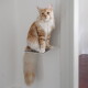 Eine flauschige grau-weiße Katze mit auffälligen blauen Augen sitzt auf einem kleinen schwarzen Regal vor einer weißen Wand und schaut neugierig in die Kamera.
